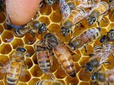 Ο κόσμος τις μέλισσας